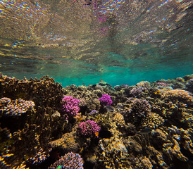 Underwater view of a tropical coral reef with fish, underwater landscape