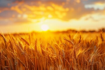 golden hour scenic landscape of wheat field at sunset idyllic countryside photography