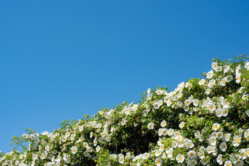鎌倉244　九品寺1　ナニワイバラ