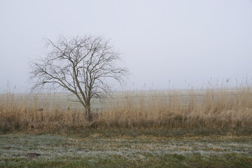 Baum im Nebel