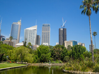 Sydney's Royal Botanic Gardens and the CBD skyscrapers