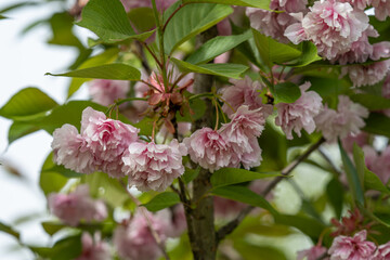 Pink ornamental cherry blossom and green leaves.