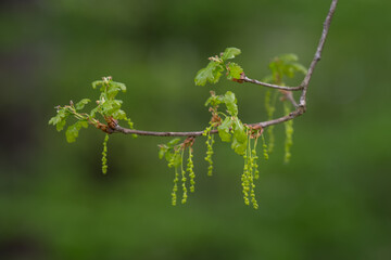 Small flowers and green oak leaves on a twig.