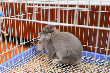 a small gray lionhead rabbit sits in a cage and eats dry healthy food from a metal bowl