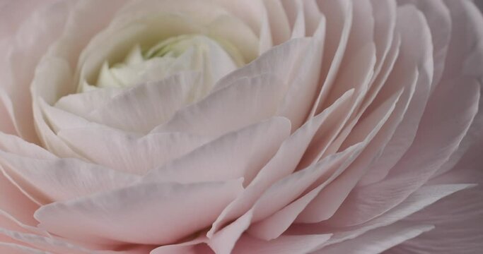 very nice and beautiful pink persian buttercup or Ranunculus flower macro spinning around