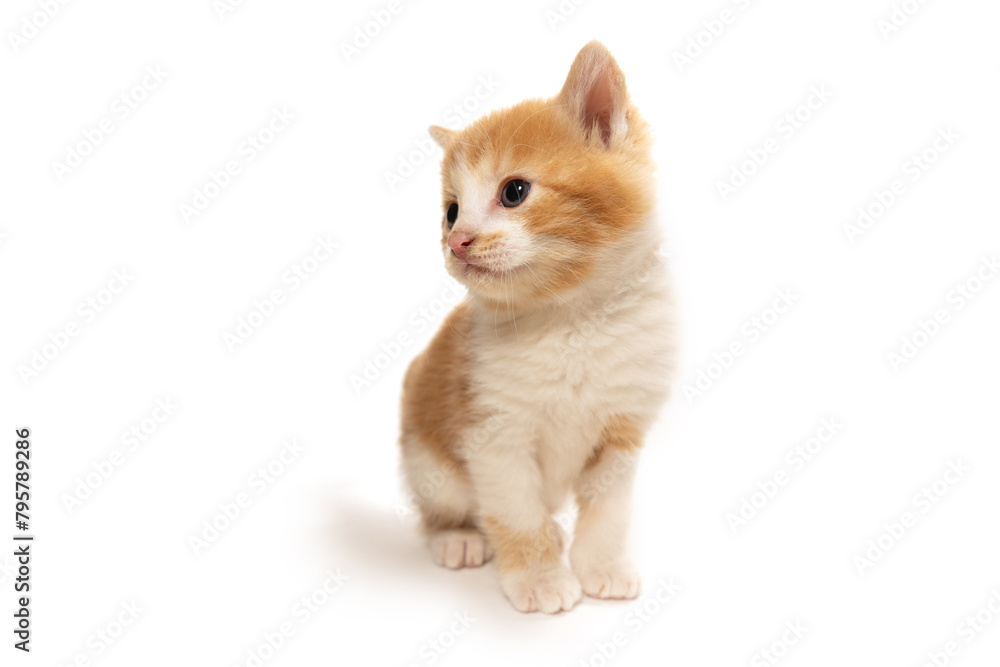 Poster cute yellow and white kitten