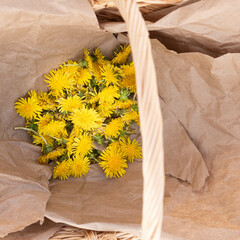 Foraging, gathering wild yellow dandelion flowers to make herbal medicine, tincture.
