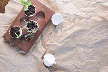 Young plants started in shells, ready to be planted, sitting on a wooden egg board.