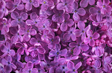 purple lilac flowers in drops of water texture background. top view