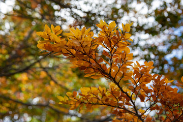 Southernbeech in fall