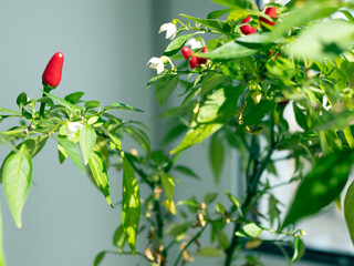 Thai Chili pepper with flowers and fruits. Hot peppers as houseplant