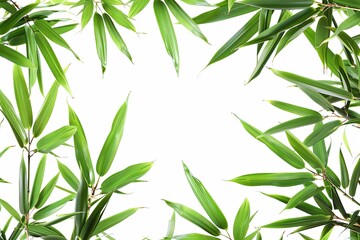 Closeup of a bamboo plant with green leaves on a white background