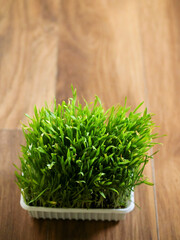 Green cat grass in a plastic container on a light brown wood floor. Nobody. Animal vitamin...
