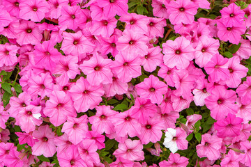 Pink Petunia flower background, purple Petunias in the pot, landscape design, decor. Lush blooming colorful common garden petunias in city park. Wallpaper, backdrop - obrazy, fototapety, plakaty