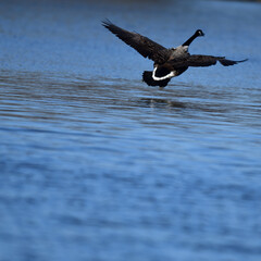 Natur und Jagd auf fliegende, schwarze Gans über dem Wasser im Vogelschutzgebiet über dem ruhigen, blauen See