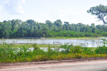 Tuiuiu-lago-3