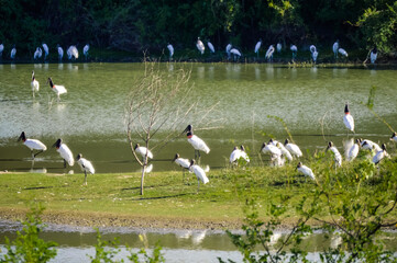 Tuiuiu-lago-8