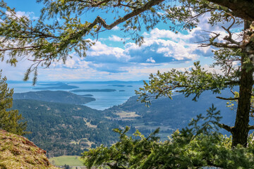 Pine tree on the mountain overlooking the beautiful coast line.