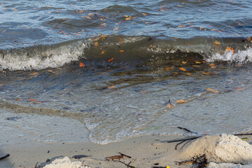 Seaside of a beach with small waves making splashes and bringing brown leaves.