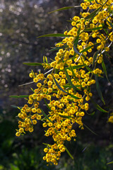 Yellow mimosa flowers. Acacia dealbata o retinodes, Silver Acacia, is a perennial, cosmopolitan arboreal species.
