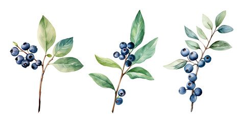 Branch leaf blueberry, watercolor clipart illustration with isolated background.