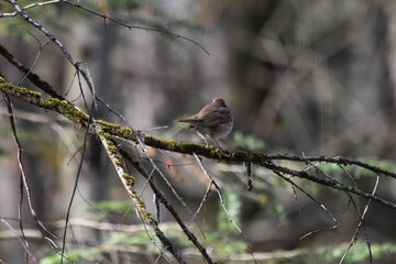 La Plaine 25 Avril 2024