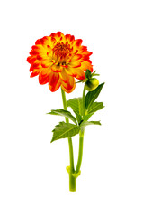 Dahlia flower isolated on white background.