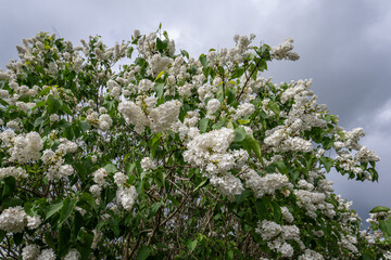 White lilac flower on a tree.