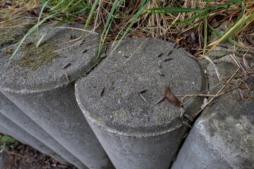 Brown slug and snails with an elongated shell.