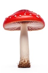 Red mushroom fungus agaric plant