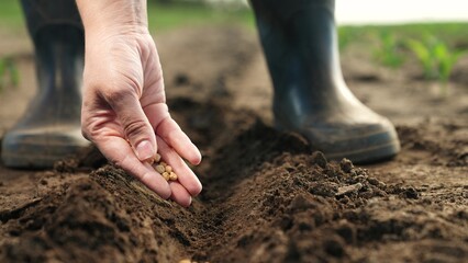 Farmer hand sprinkles seeds into ground, planting. Close up palm fingers arm with corn seeds...