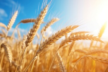 Fototapeta premium Wheat sky agriculture backgrounds