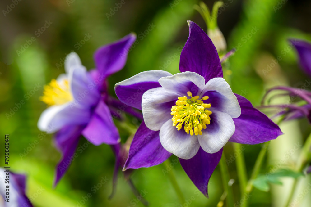 Wall mural aquilegia is a genus belonging to the ranunculaceae family.