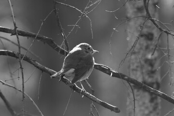 La Plaine 25 Avril 2024 - N&B