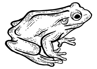 Frog toad animal sketch engraving PNG illustration. Scratch board style imitation. Black and white hand drawn image.