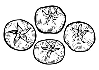 Tomato plant sketch engraving PNG illustration. Scratch board style imitation. Hand drawn image.