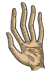 Hand with long spaghetti fingers color sketch engraving PNG illustration. Scratch board style imitation. Hand drawn image.
