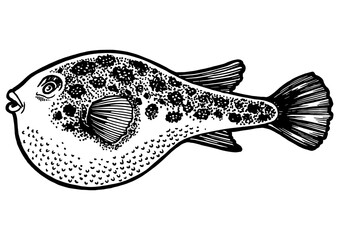 Fugu poisonous toxic fish animal sketch engraving PNG illustration. Scratch board style imitation. Black and white hand drawn image. © Oleksandr Pokusai