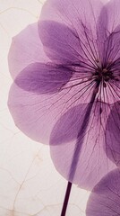 Fototapeta premium Real pressed hydrangea flower purple backgrounds petal.