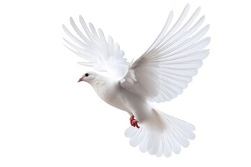 Fototapeta premium Flying white dove animal bird wildlife.