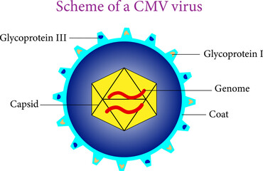 Schematic of a Cytomegalovirus .Vector illustration.