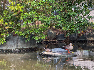 ducks in the pond
