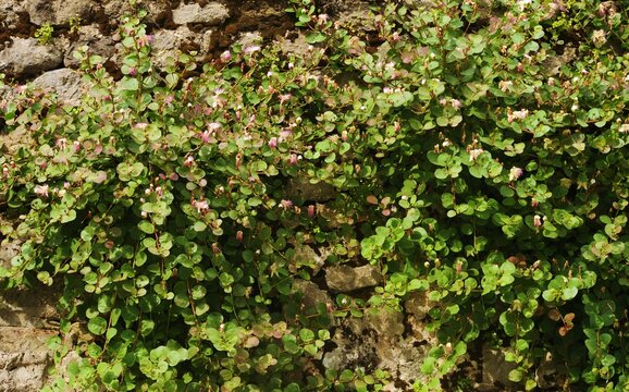 Pianta di capperi sul muro di pietra , Italia