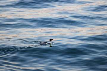 Duck in the lake