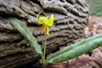 Single flowering springtime ephemeral yellow trout lily (Erythronium americanum)
