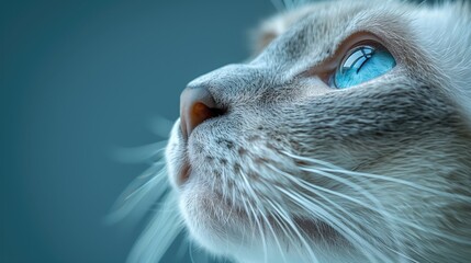 Cute cat with blue eyes on blue background, close-up