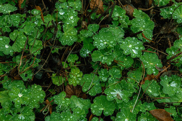 Gloomy Clovers