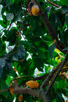 Cacao Plant