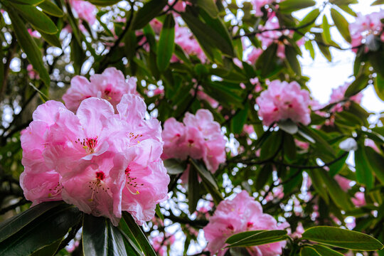 Pink blooming flowers