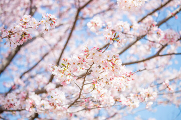美しい桜